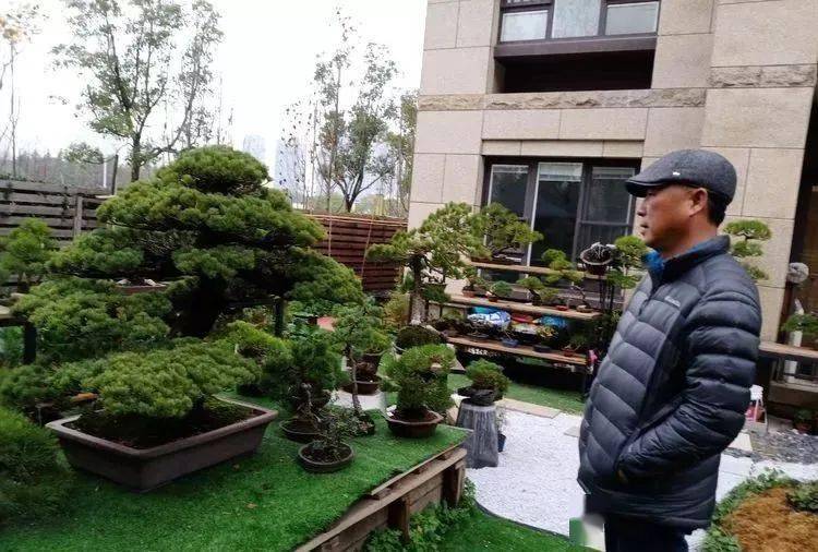 非学无以广材,非宁静无以致远——女盆景师陈燕_盆栽_中国_日本