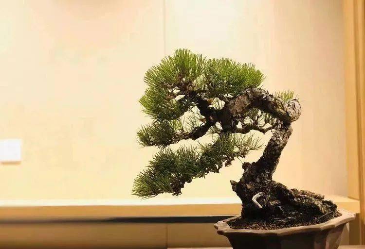 非学无以广材,非宁静无以致远——女盆景师陈燕_盆栽_中国_日本