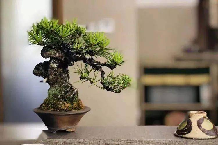 非学无以广材,非宁静无以致远——女盆景师陈燕_盆栽_中国_日本