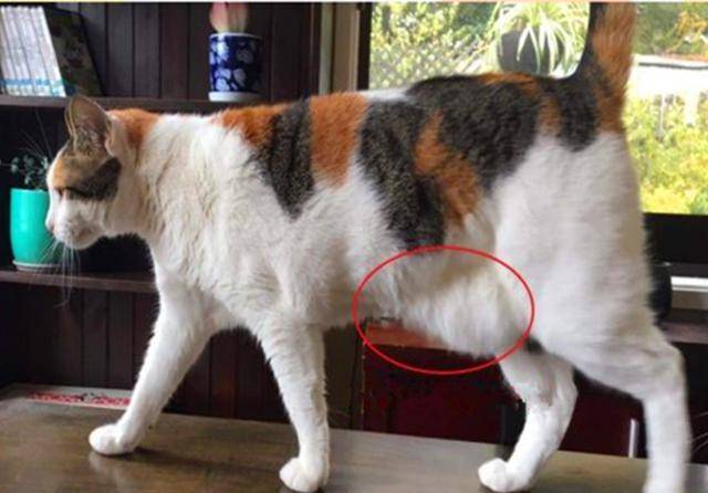 猫咪腹部下垂的不一定是赘肉,原始袋的功能很重要