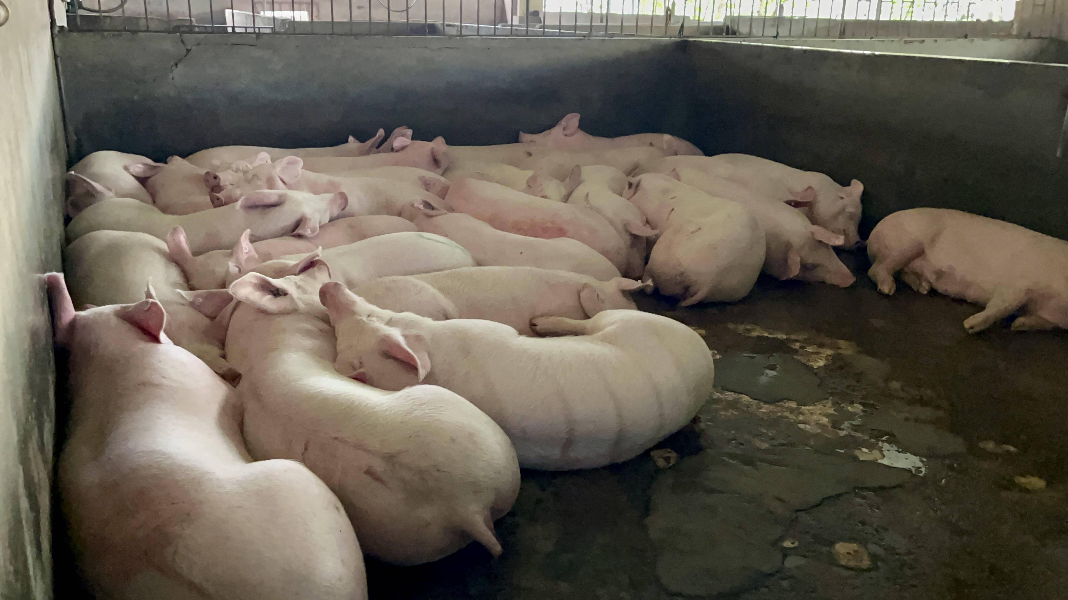 每天屠宰9000头猪广东最牛的屠宰场是什么样的