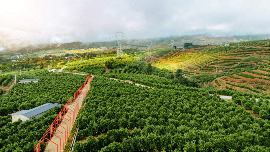 云冠橙这是一群人的云冠橙更是一群人的热爱橙