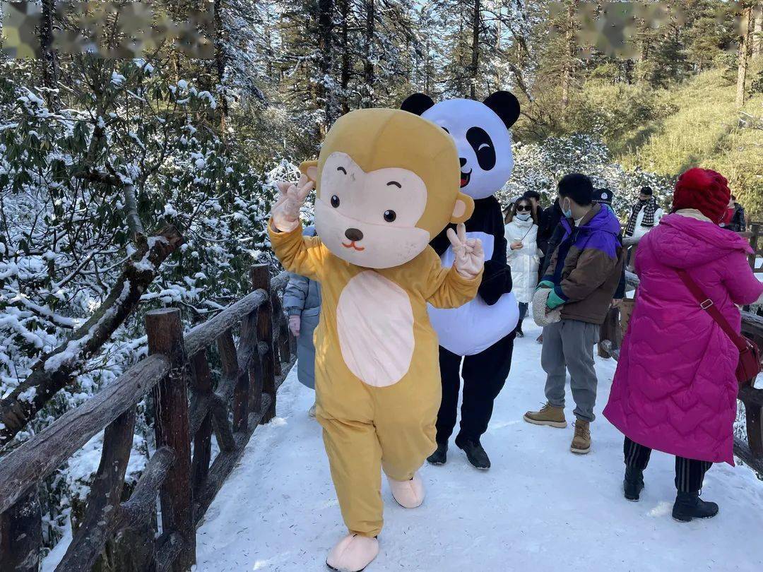 还打造了三大萌宠ip:野生藏酋猴皮皮,憨厚小熊猫萌萌,国宝大熊猫滚滚