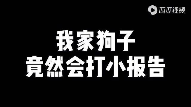 小短腿成精了竟然会打小报告了