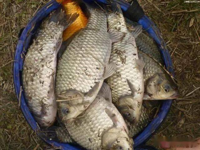 鱼多久打一次氧气 8f1dafd5ecd642888022aa12ce9851d6.jpeg