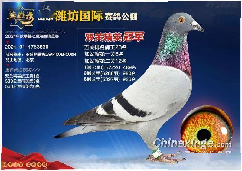 信鸽协会比赛直播 d451829488a54539bdaa1879c96cdaf6.jpeg