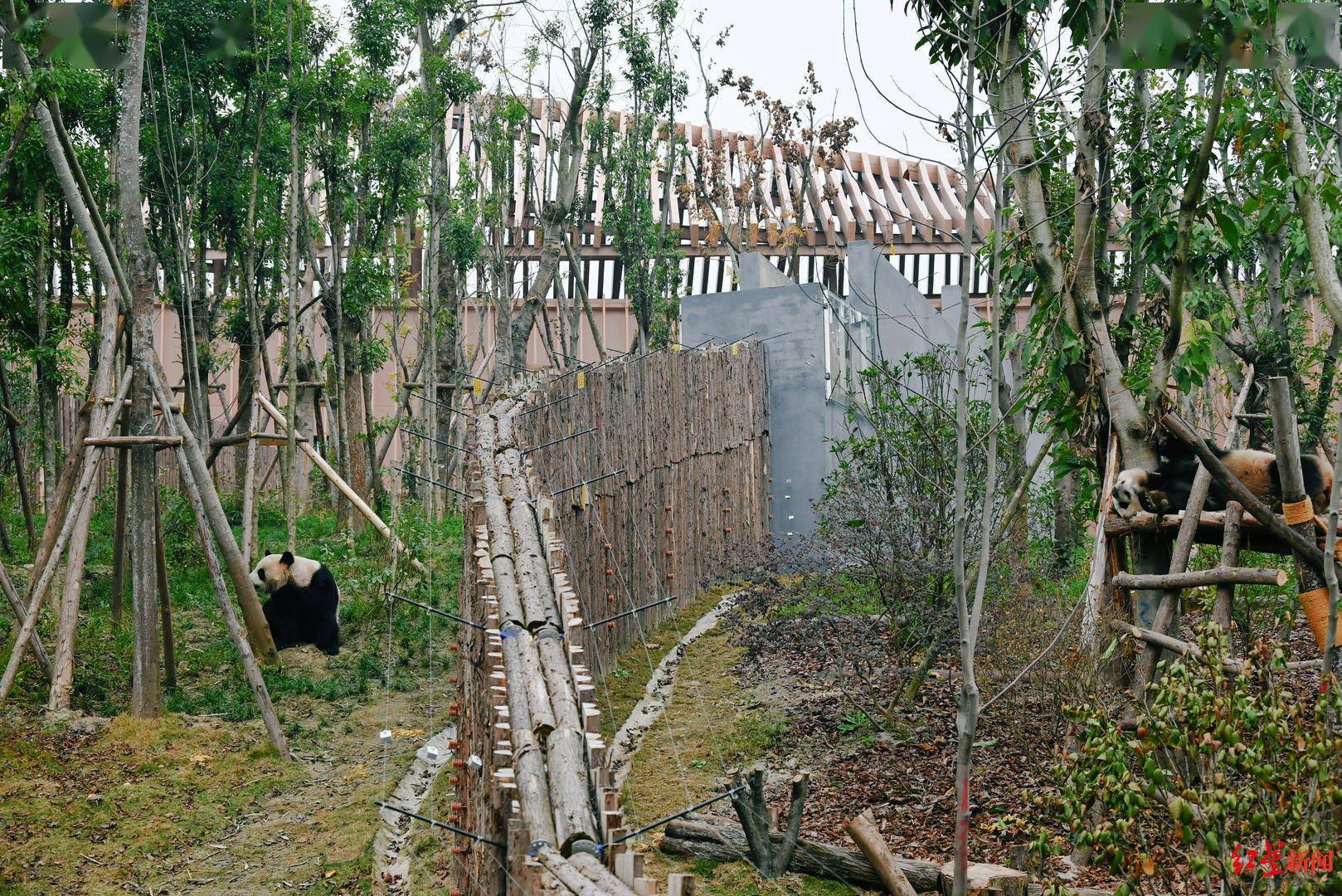 大熊猫|成都熊猫基地扩建区迎客!哪里最值得打卡?最全攻略奉上