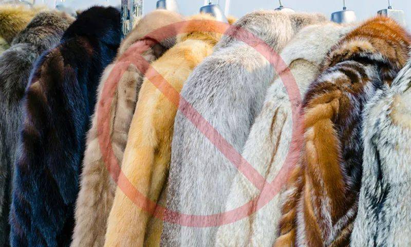 它们的皮毛变成了轻薄小饰品为了所谓的时尚而被杀死和剥皮.