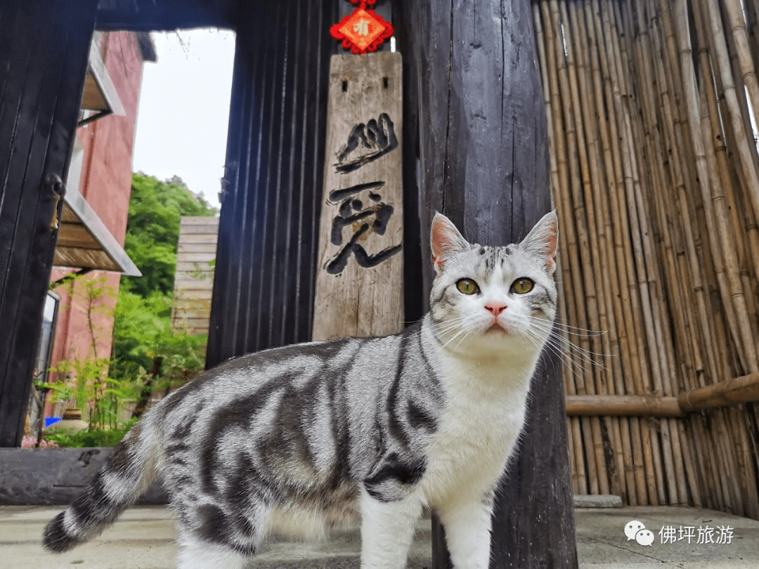 佛坪|重逢终有时，待山花烂漫，我在汉中这座小城等你！