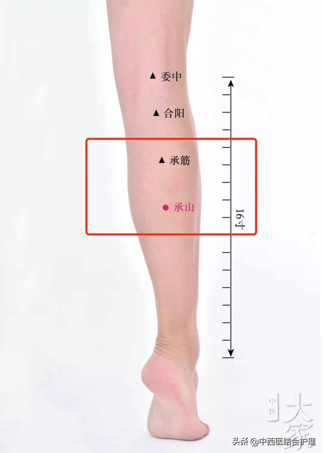 怎么瘦小腿的后面肌肉 9413892ea5914382b707886ffdda56b0.png