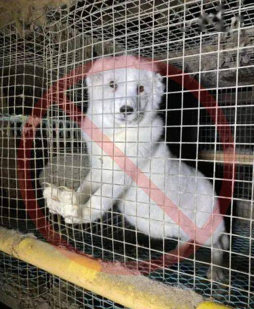 狐狸表现出自残的迹象,这是一种常见的心理创伤症状,当野生动物被剥夺