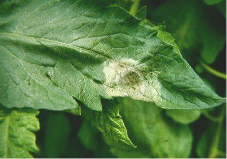 快速区分西红柿晚疫病与早疫病