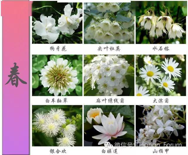 450种超全花卉图谱 春夏秋冬花盛开 保你啥花都认识 植物 院子 交流