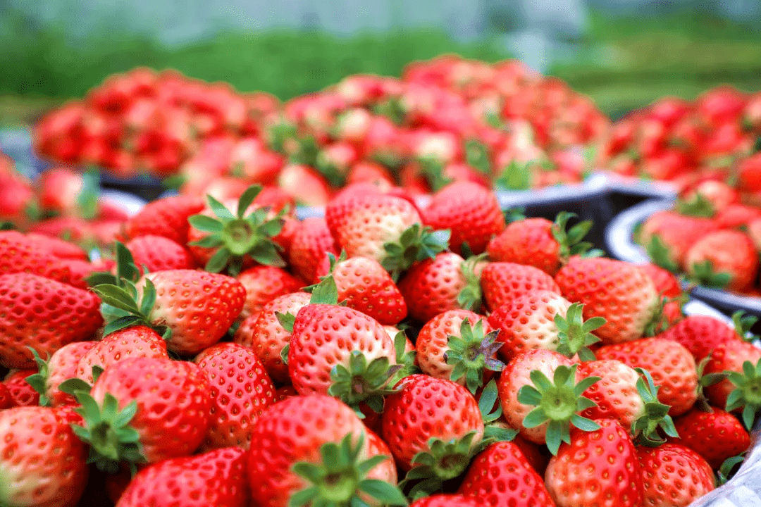 新津冬草莓熟了元旦假期约个莓好时光吧