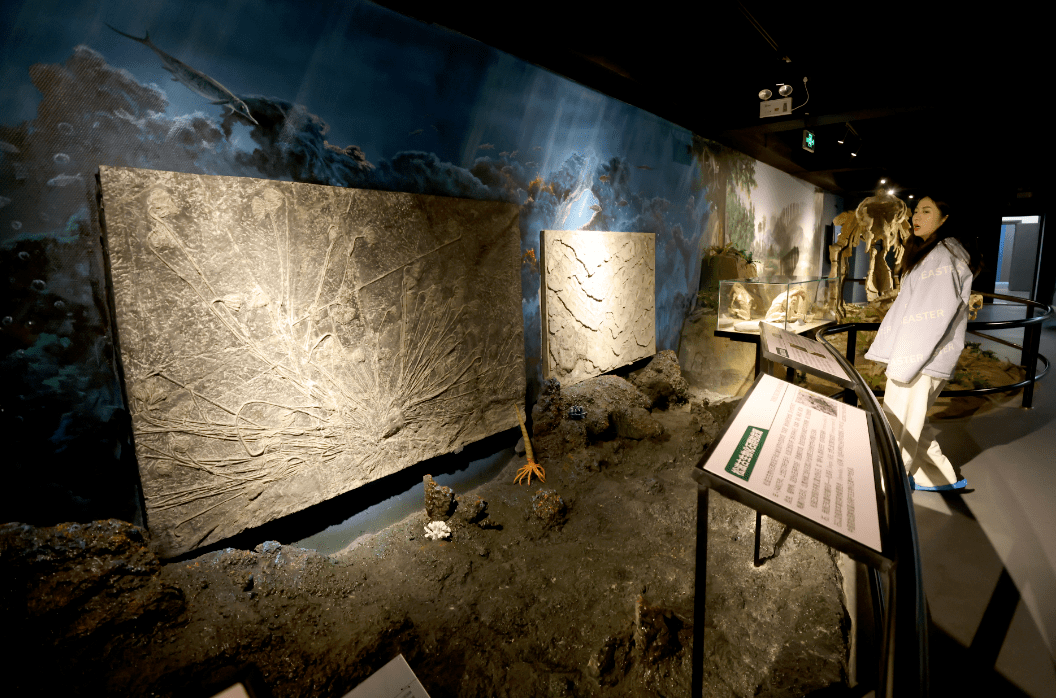 据介绍,该馆布展面积2000平方米,设有地球演化厅,生命演化厅,资源与