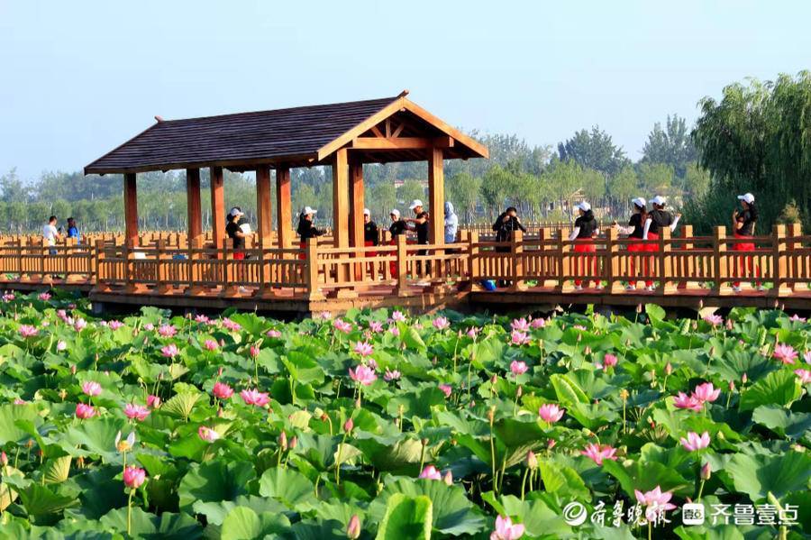 曹县黄河故道风景区图片