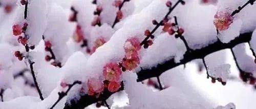 冯艳宁 | 深冬的雪_王鹏宇_组诗_梨花