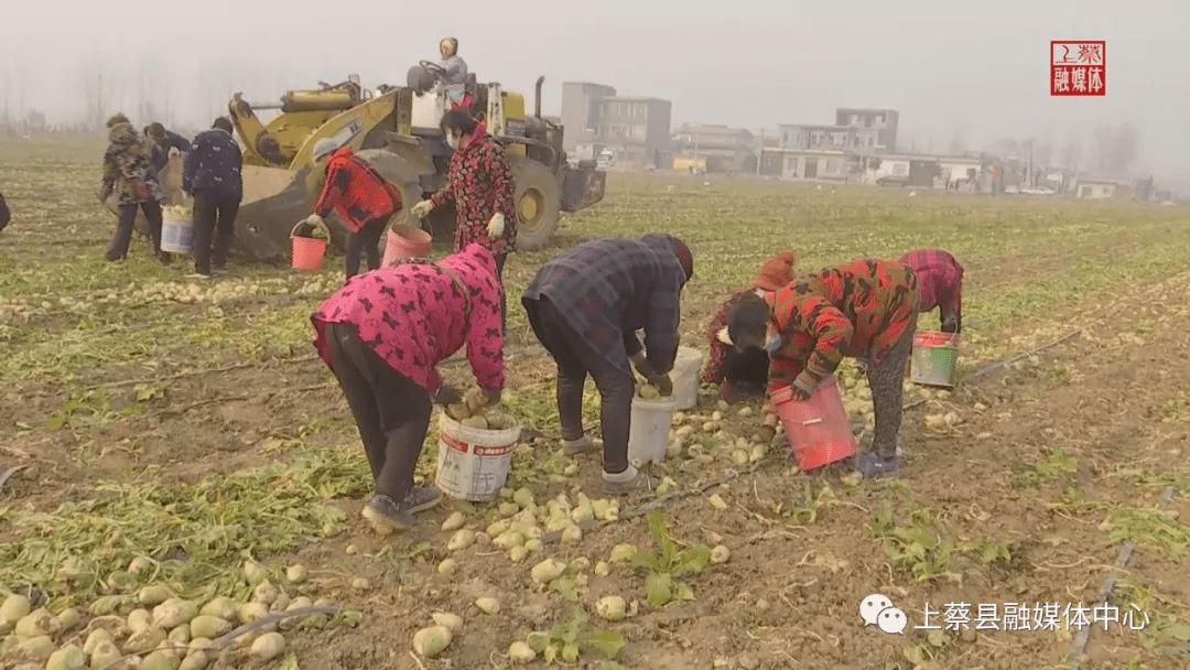上蔡县东岸乡:芥菜疙瘩变成村民致富的"金疙瘩"_程尧村_种植_收入