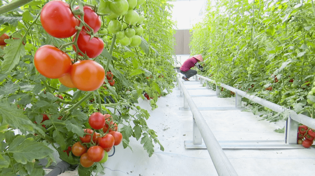 乡村振兴进行时云霄这个地方的西红柿红火上市