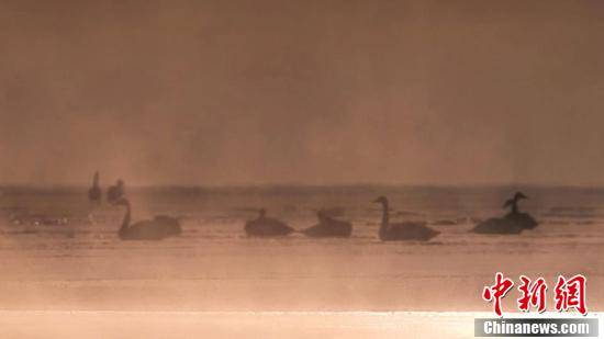 青海湖畔大天鹅集体“泡汤”画面唯美