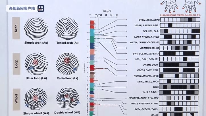 特征|重大突破！指纹与人体这件“大事”高度关联——