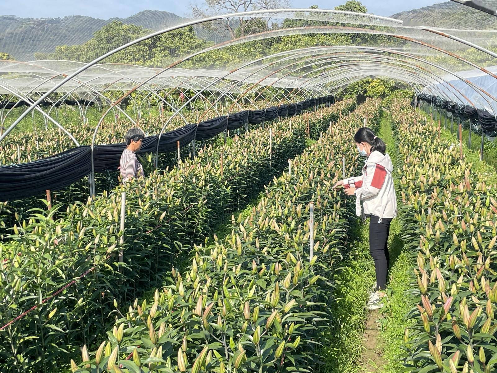在增城区小楼镇二龙村一基地的花卉种植大棚内,一株株郁郁葱葱的百合