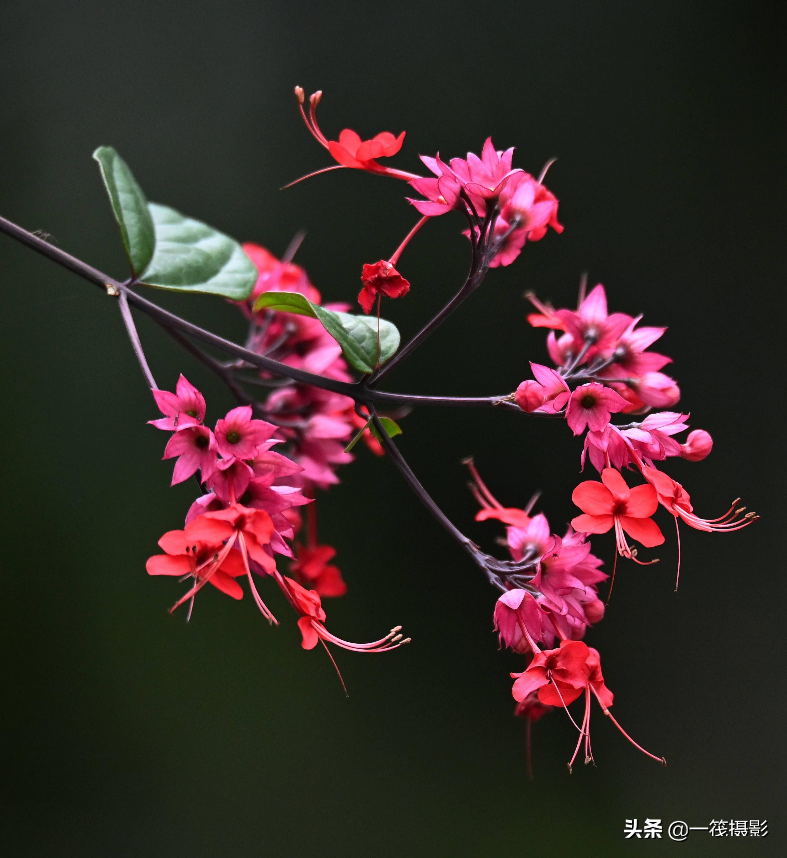 冬日赏花——红萼龙吐珠_栽培_泉州_植物园