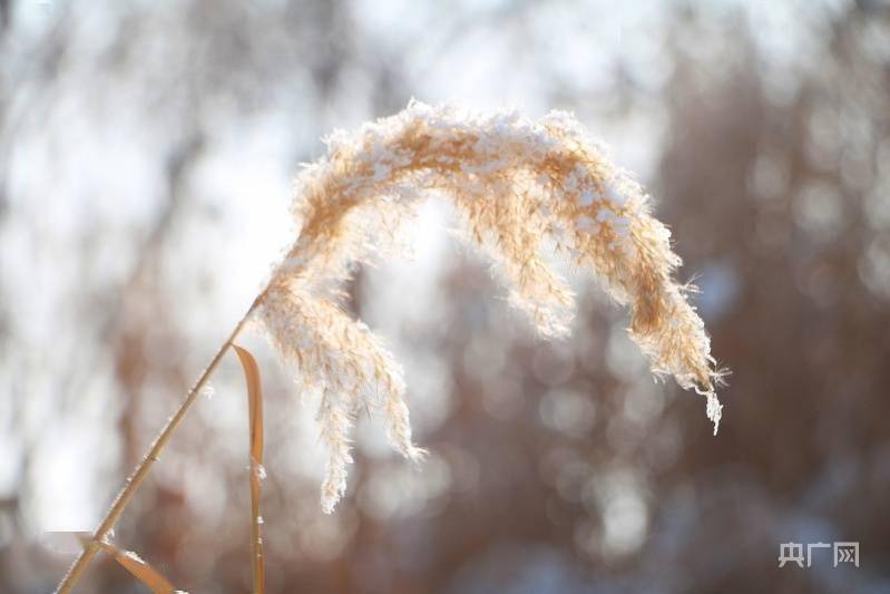 博湖|新疆博斯腾湖：冰雪封涛声 芦苇开“冰花”