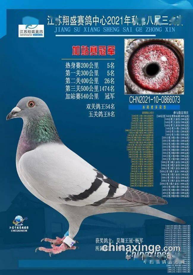 多关加战谁是英雄盘点逆风翻盘的加战赛冠军鸽