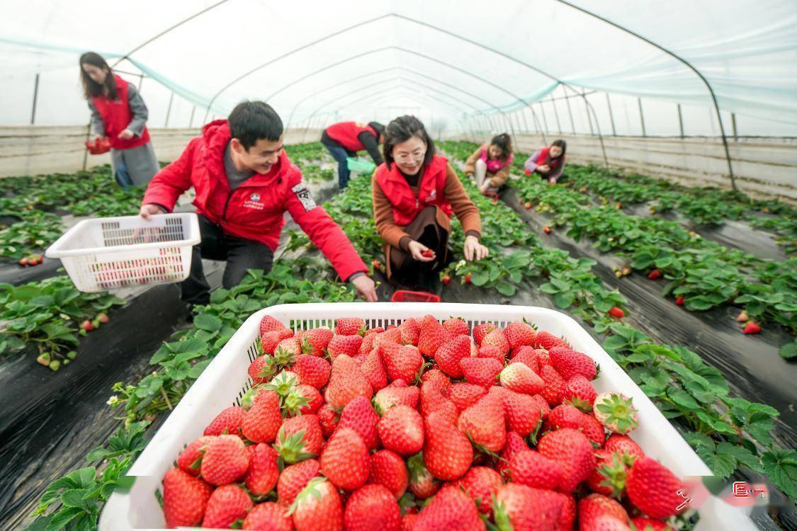 侨心助农携手共富