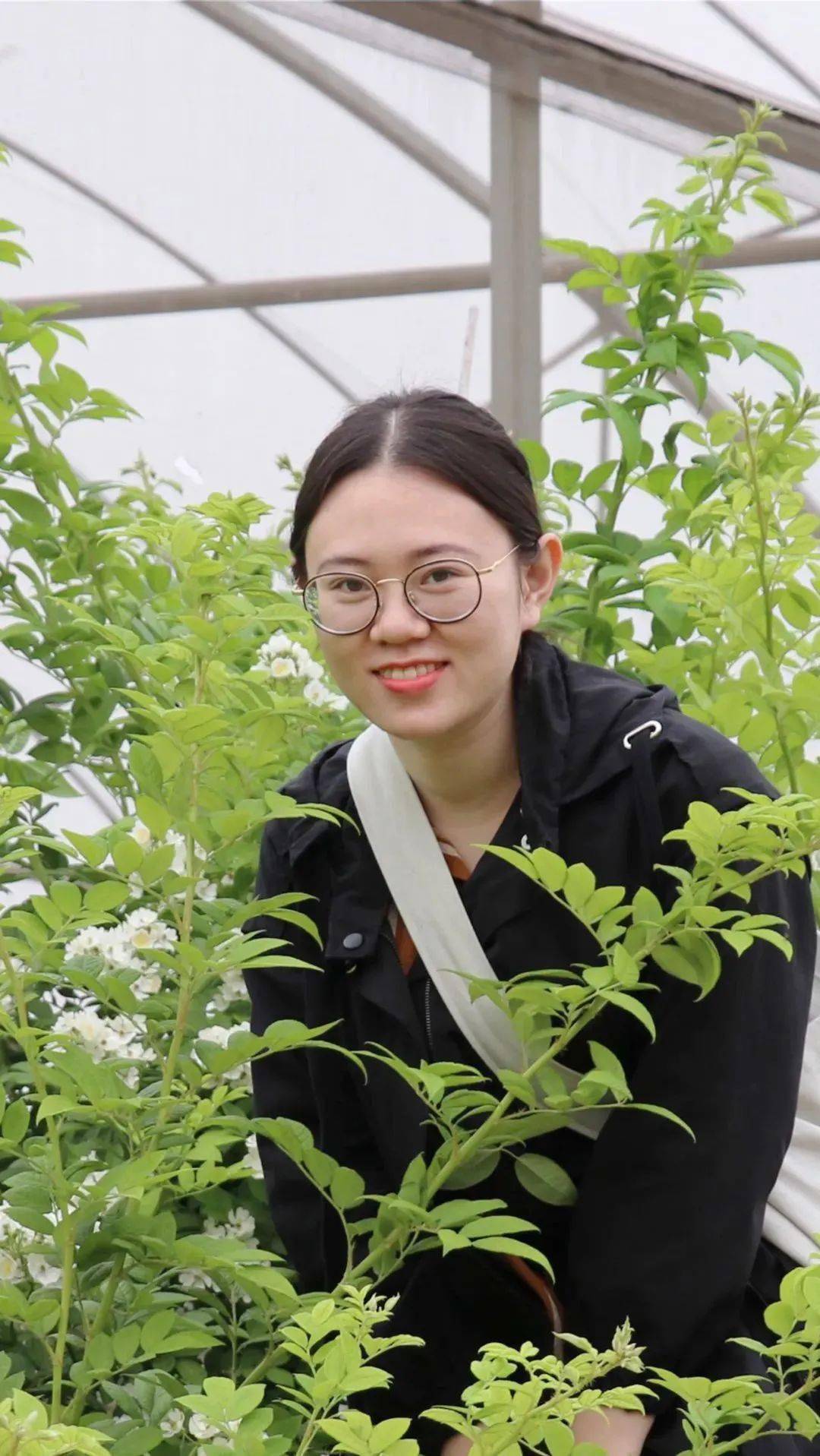 学术声音丨王琛瑶 张启翔 罗乐:中国古代"玫瑰"含义考_植物学_meaning