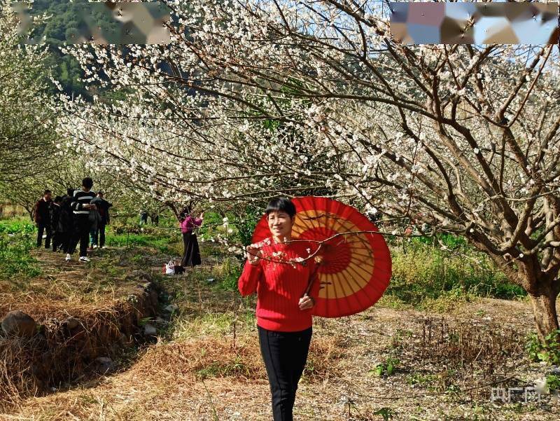 青梅|福州永泰:梅花绽放引客来