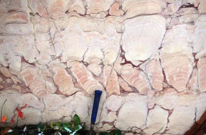 【专题突破】生命印记与地球年轮——破译叠层石_微生物_形态_构造