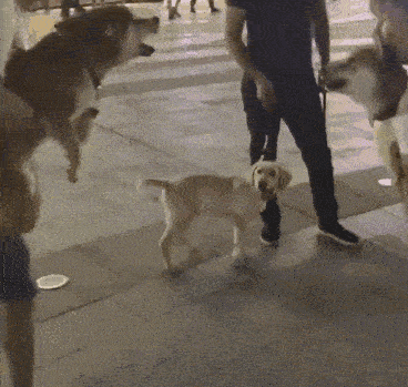 狗狗这些"怪癖"讨人嫌,却是高智商的表现,宠主别误会了