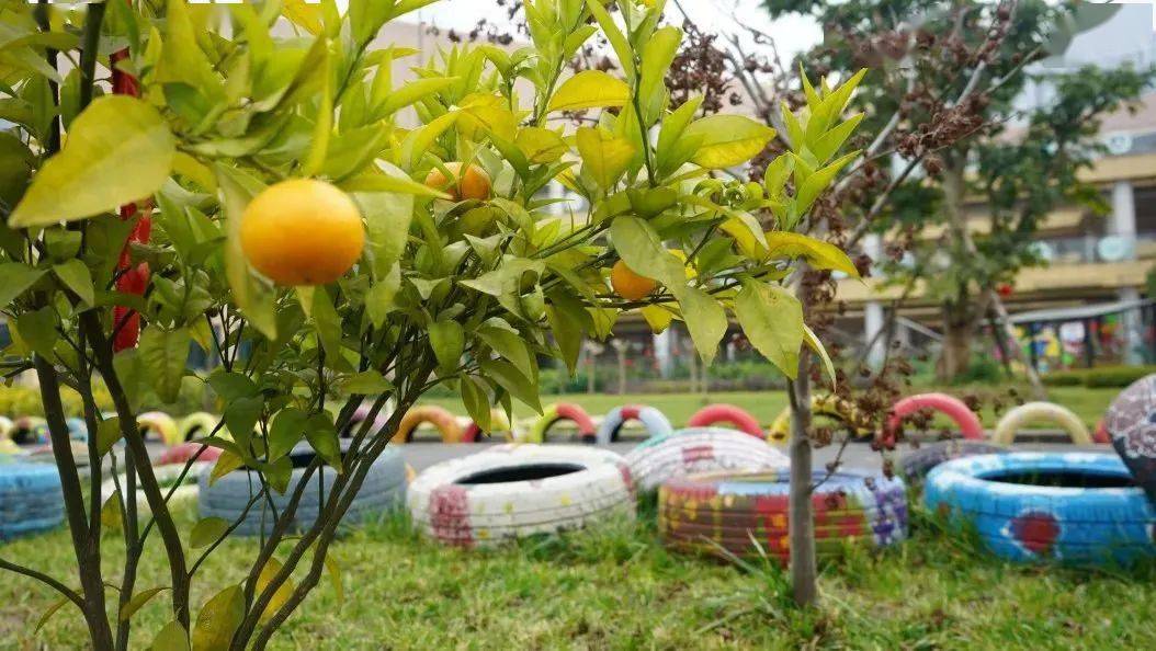 班级|播种绿色 收获幸福 | 一起来学校摘沃柑吧！