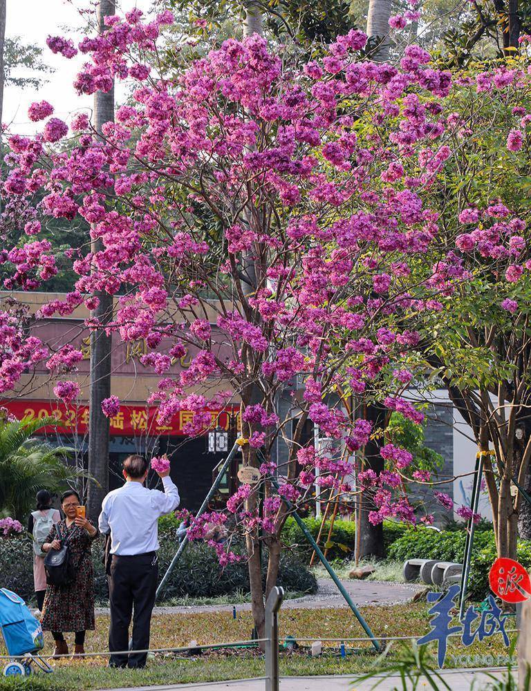 紫花风铃木点缀冬日花城_李建基_种植_广州