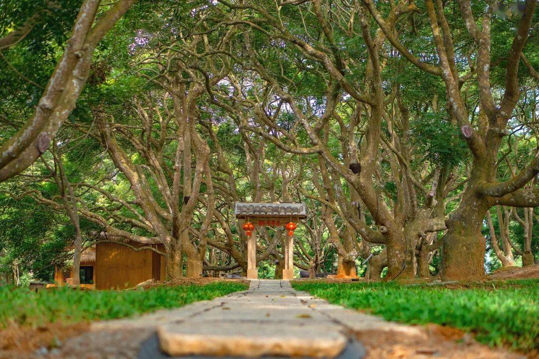 博榄古今来柏塘开启一段古榄奇缘