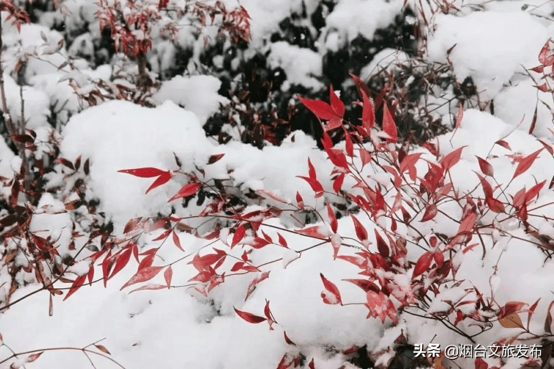 世外桃源|一场冬雪后，昆嵛山竟变成这样……