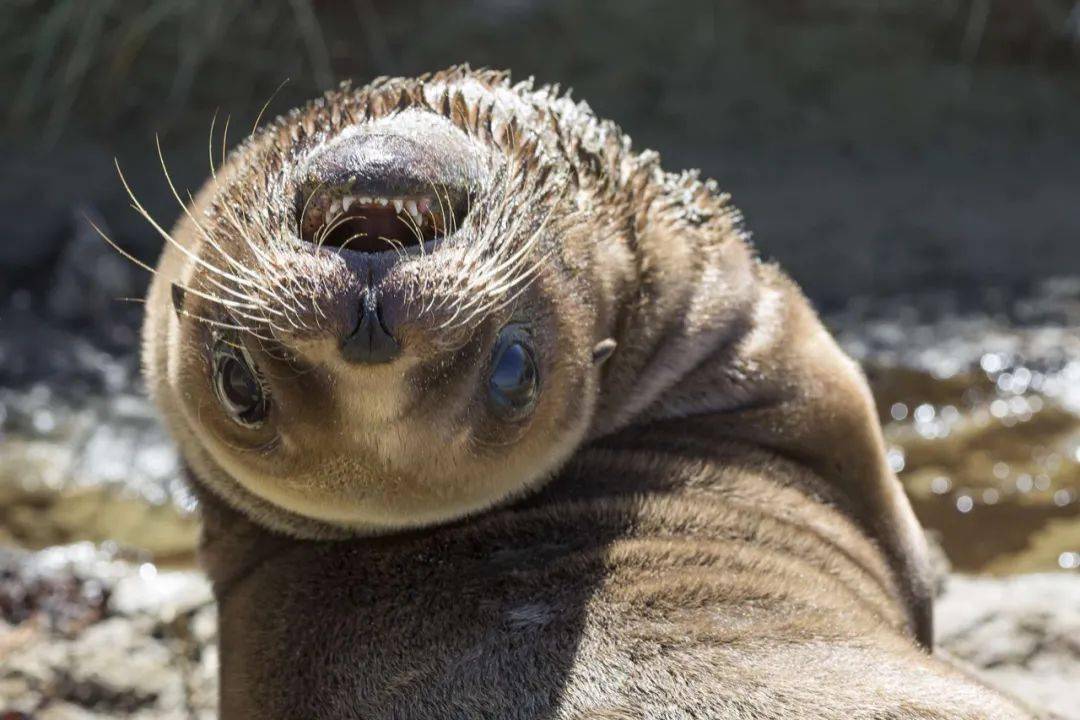 新西兰男子与海狮互斗哺乳季动物频频上岸这种事千万别做