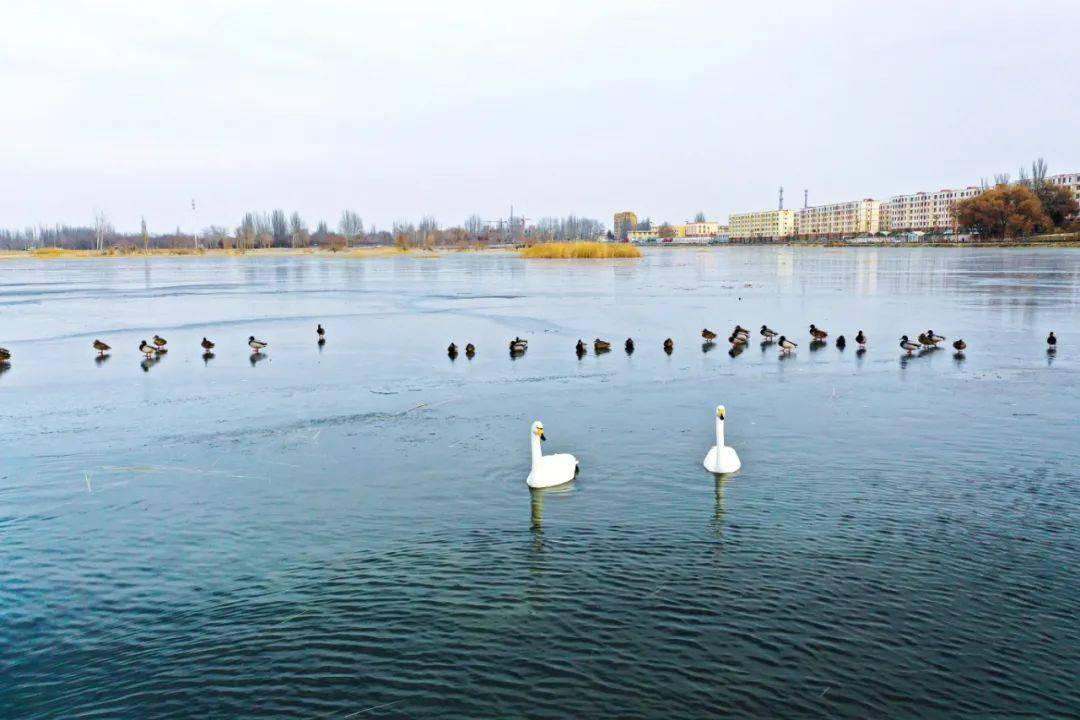 和田民丰县沙漠湿地迎来一对白天鹅