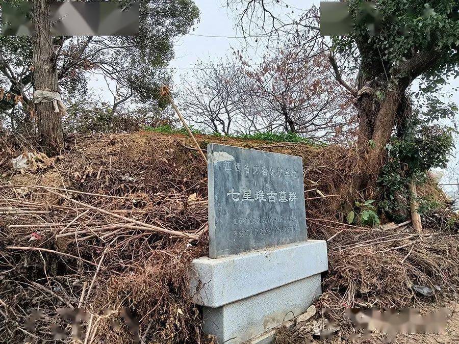 随手拍高安七星堆古墓群文物正受菜地侵