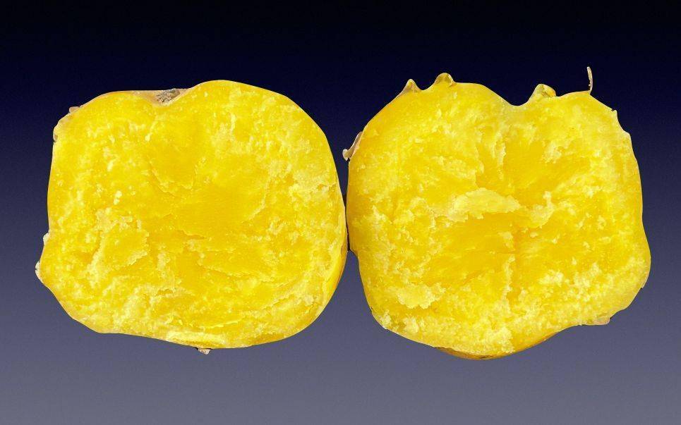 中国农科院发布年度10项重大科学发现及10项重大成果