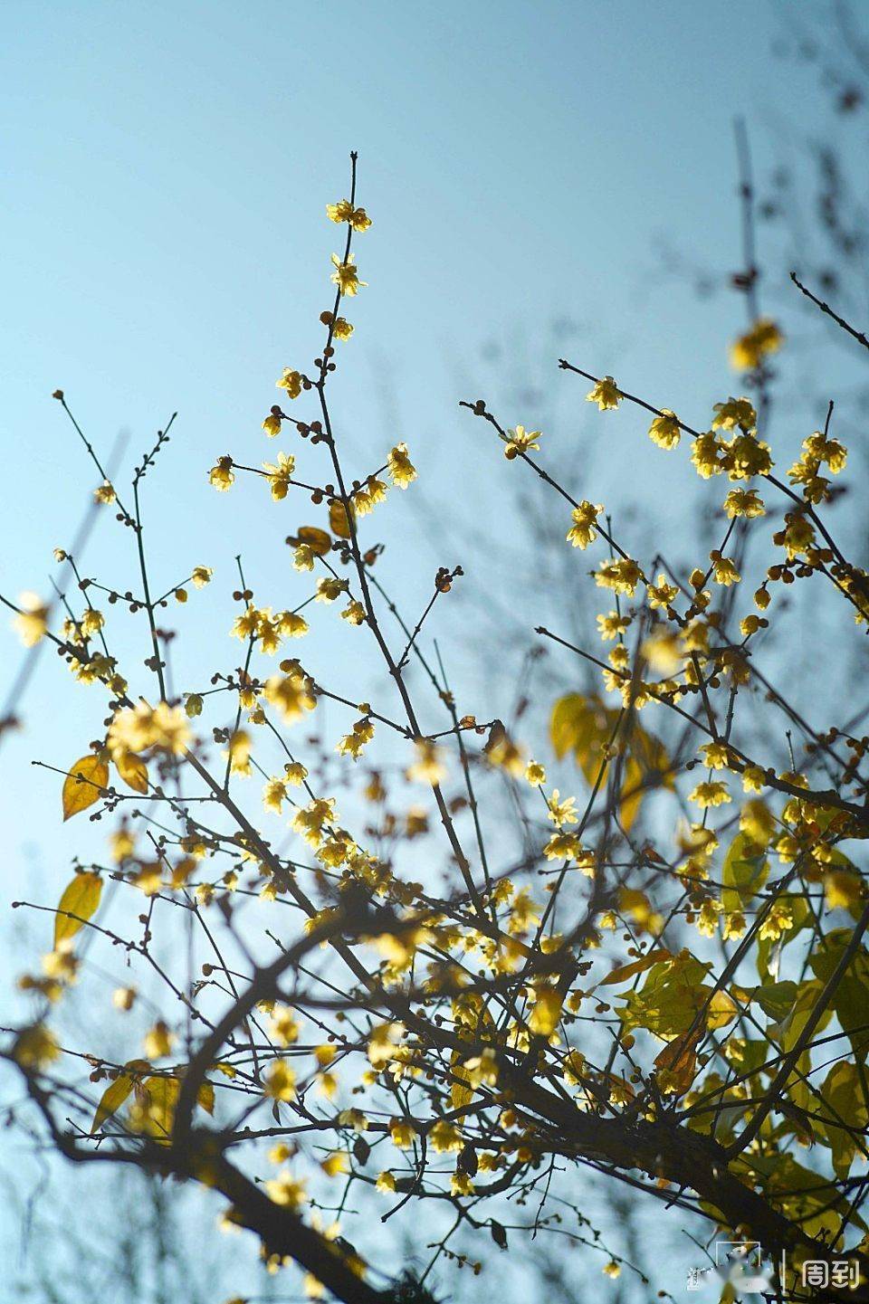 世纪公园:腊梅初开,白梅争艳