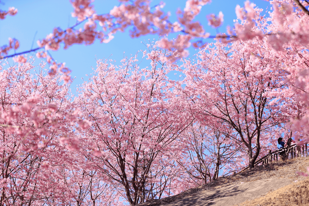 动物森林樱你而来大田仙居山樱花盛放在即