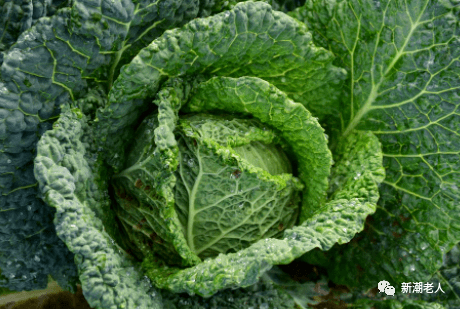 6种常见蔬菜的挑选技巧（内附时令蔬菜表）(图2)