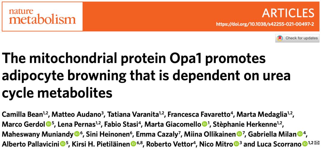 Ucp|《自然》子刊：让白色脂肪“弃暗投明”的关键找到了！科学家首次发现，线粒体蛋白OPA1能促进白色脂肪细胞自主褐化丨科学大发现