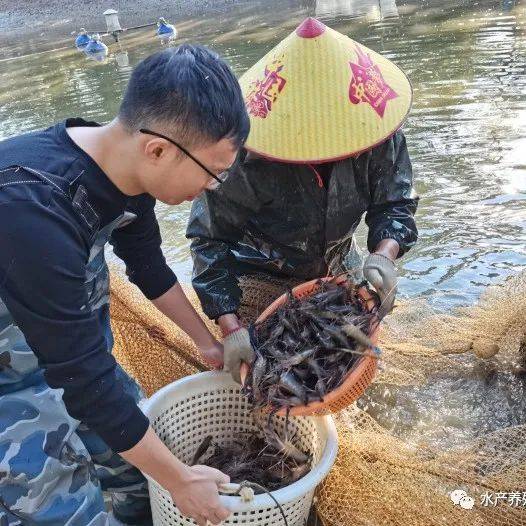 罗非鱼与罗氏沼虾混养，每亩产200斤罗氏沼虾，增加收入4000多元_茂名_发展_农村