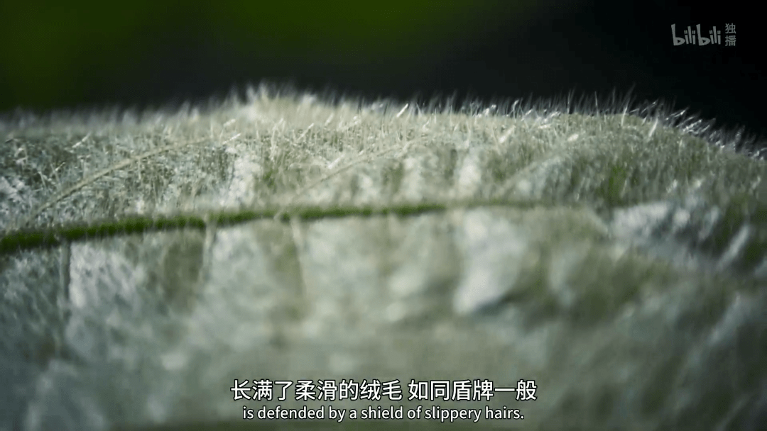 回归又是9.9！全球「第一美」，夸就完了！