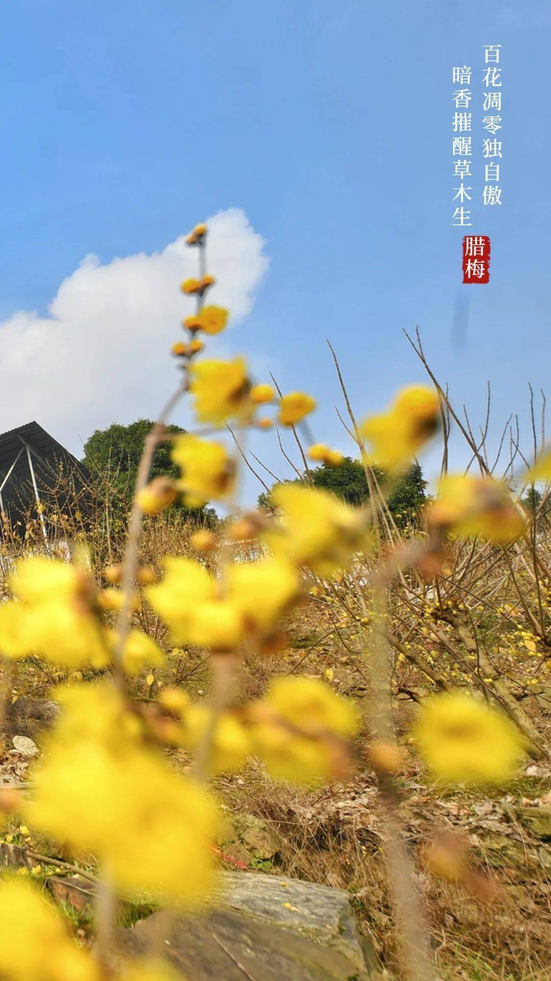 枝头|寒梅傲雪|重庆南山暗香浮动“花袭人”