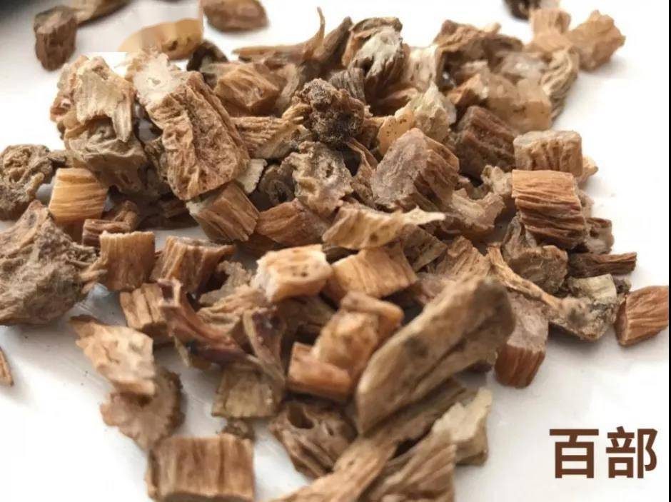 每天学习一味中药白部